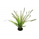 REPTI PLANET augalas Spartina, 30 cm